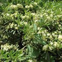 Pittosporum tobira P19
